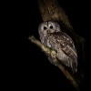 Pustik obecny - Strix aluco - Tawny Owl 7105